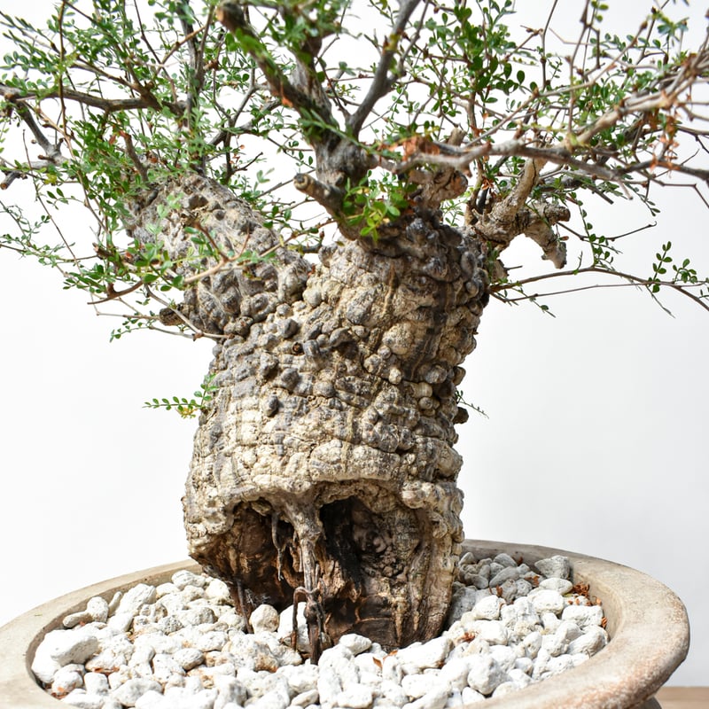 RAFLUMコレクション】オペルクリカリア パキプス 