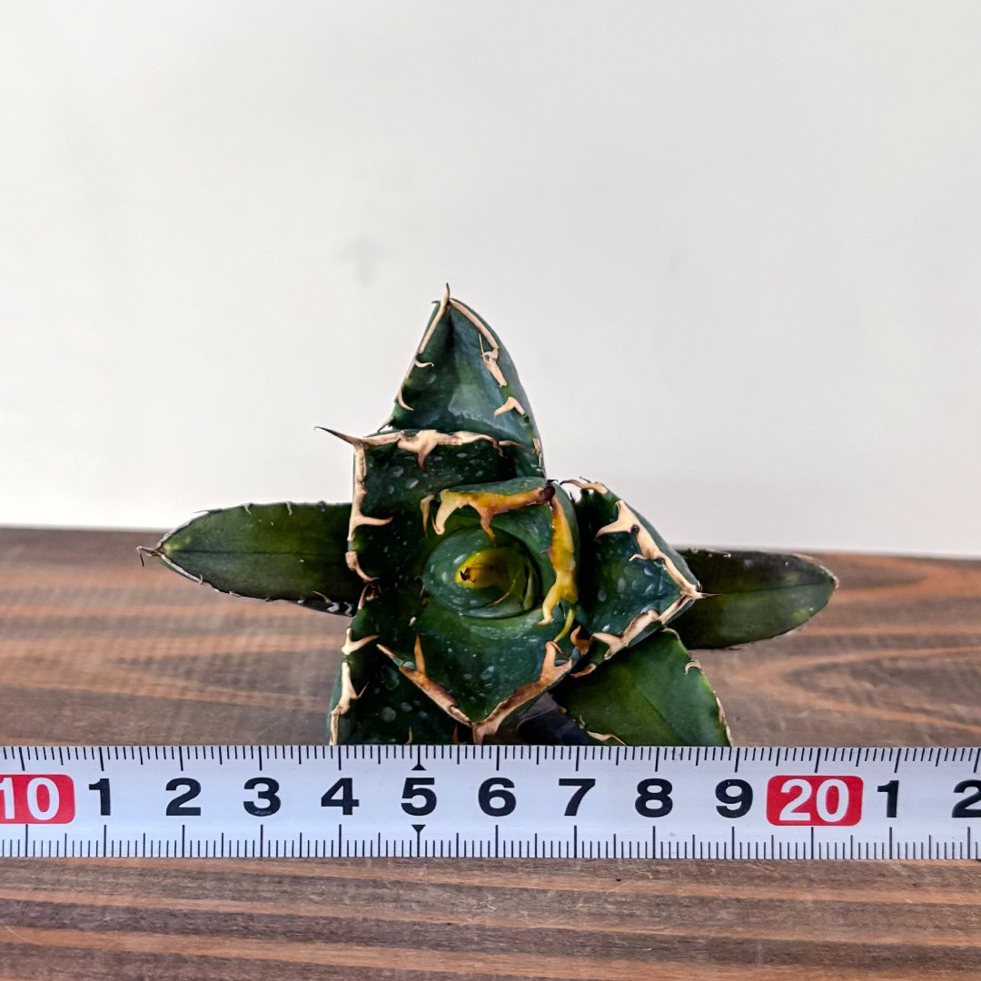 fit=scale-down,w=1200 fit=scale-down,w=1200