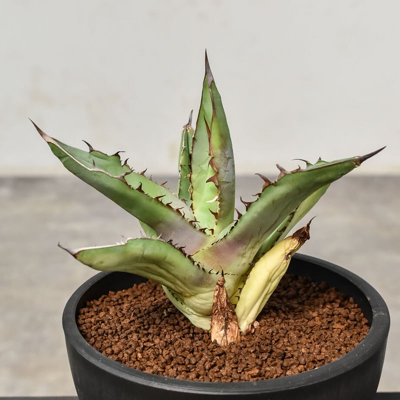 アガベ チタノタ 