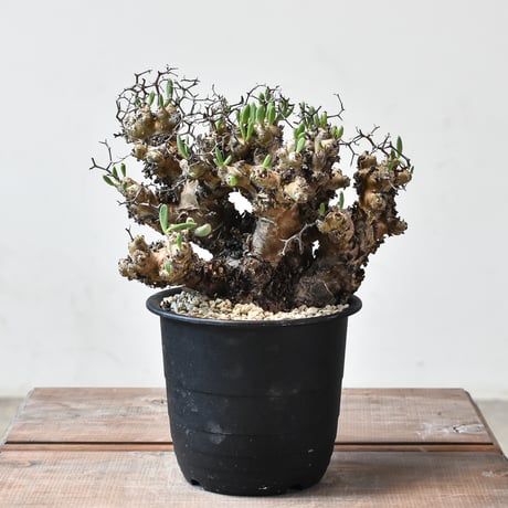 CATEGORY 万物想（チレコドン・レティキュラーツス） | RAFLUM