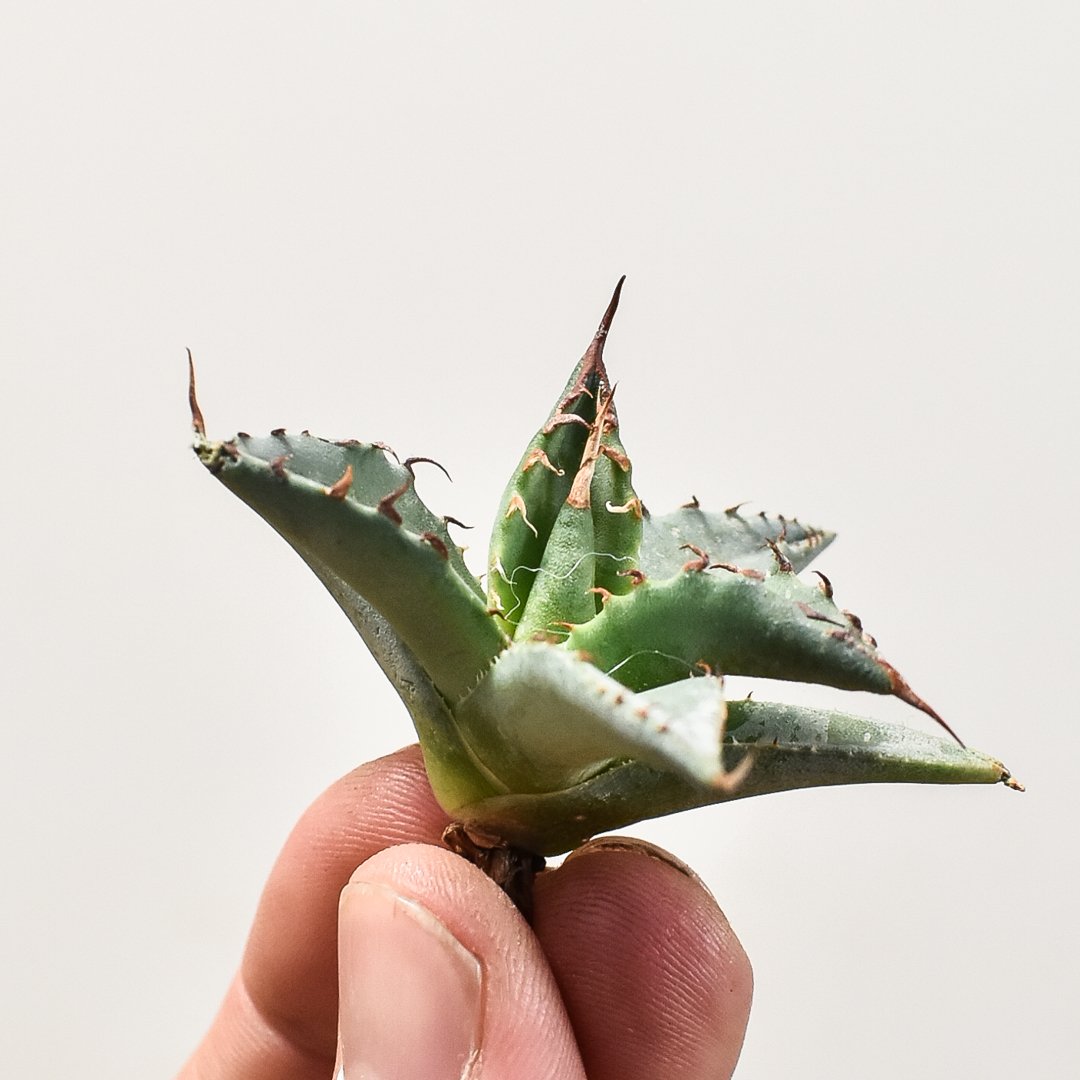 ユタエンシス エボリスピナ×ブラックアンドブルー【カリフォルニア産