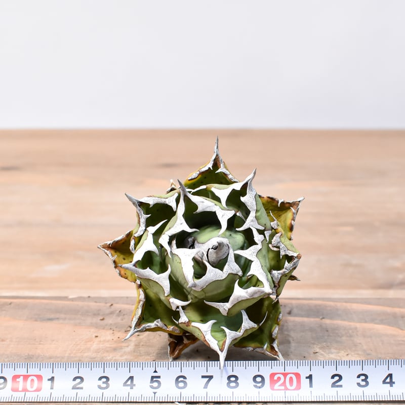 12点　miko様　チャウヌタペストリー 🌕