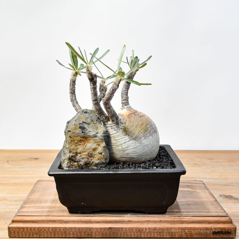 WACK” ON YOUR SIDE】パキポディウム グラキリス WACK-B085 |