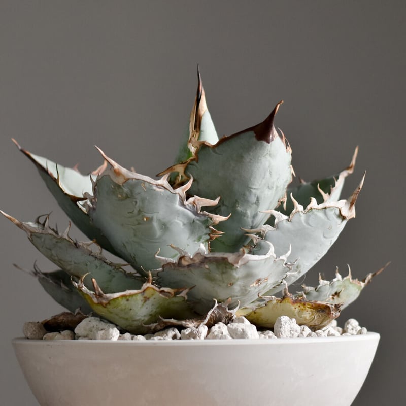 アガベ チタノタ ホワイトアイス 【ランチョタンバー系統のレア