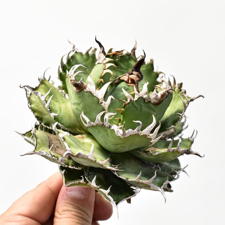 アガベチタノタフィリグリー | STORES