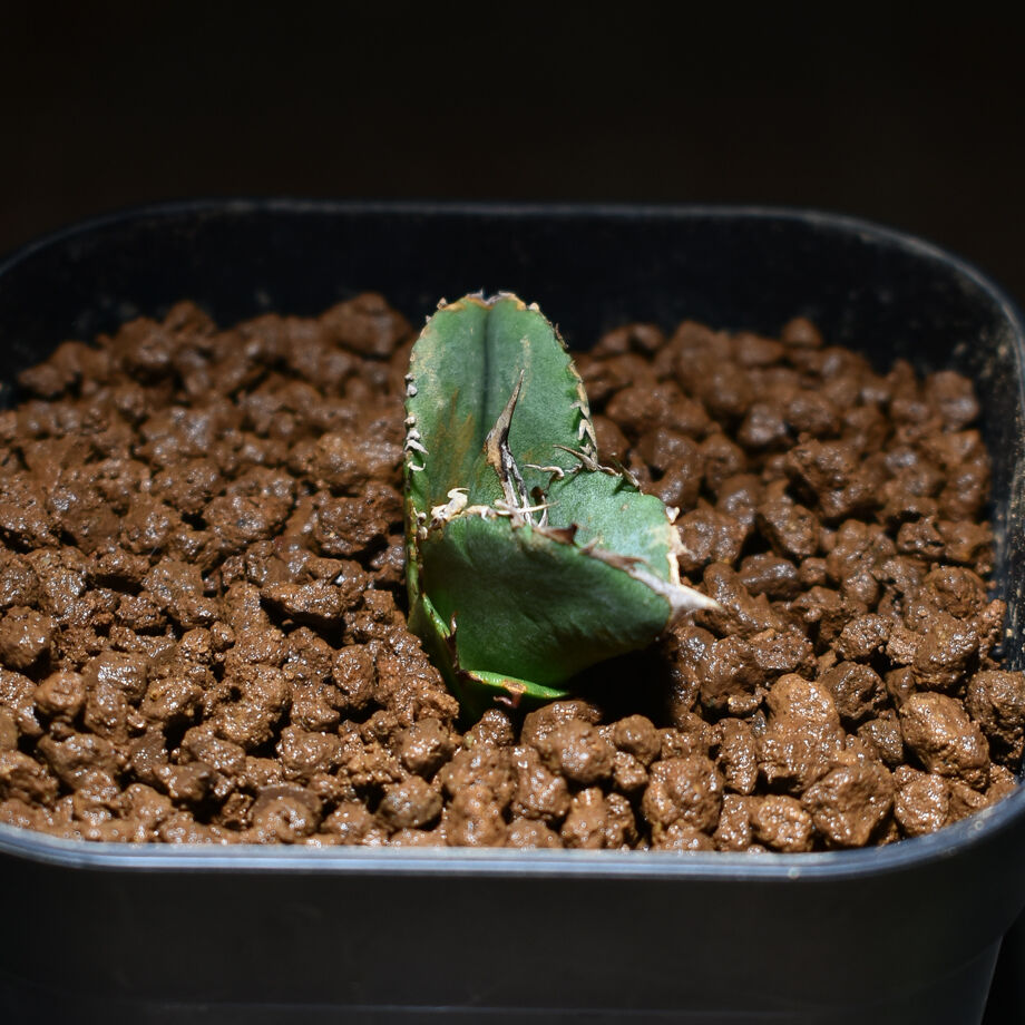 アガベ チタノタ 