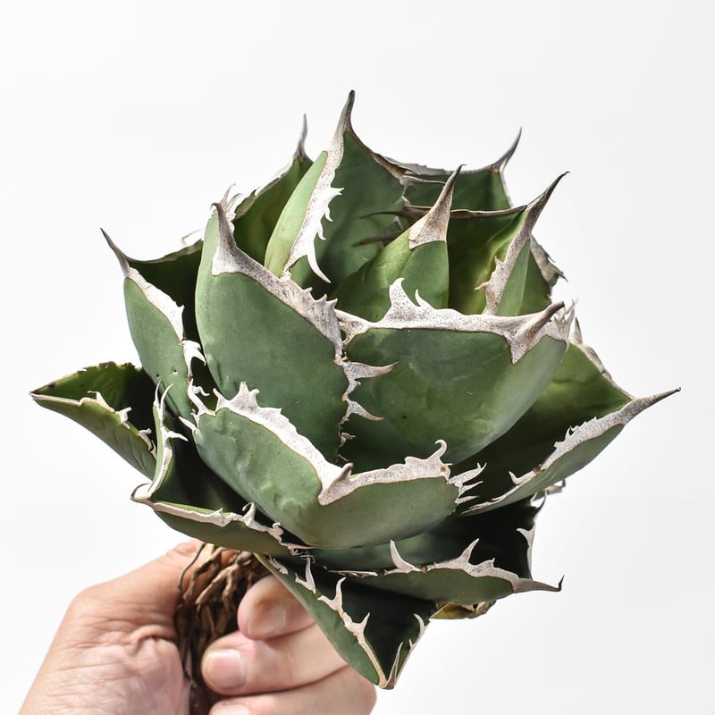 アガベ チタノタ 