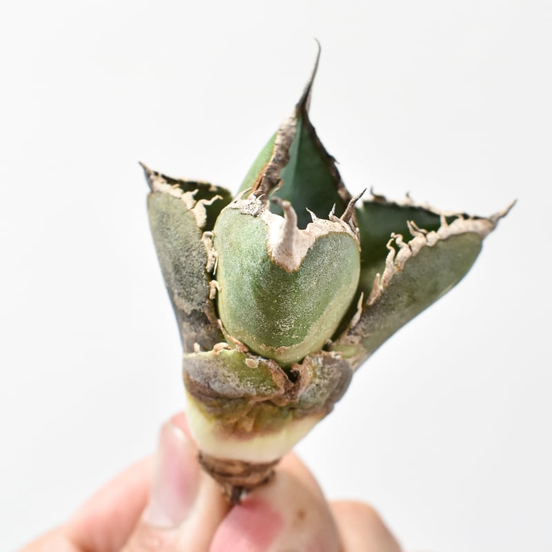 レア品種】アガベ チタノタ 