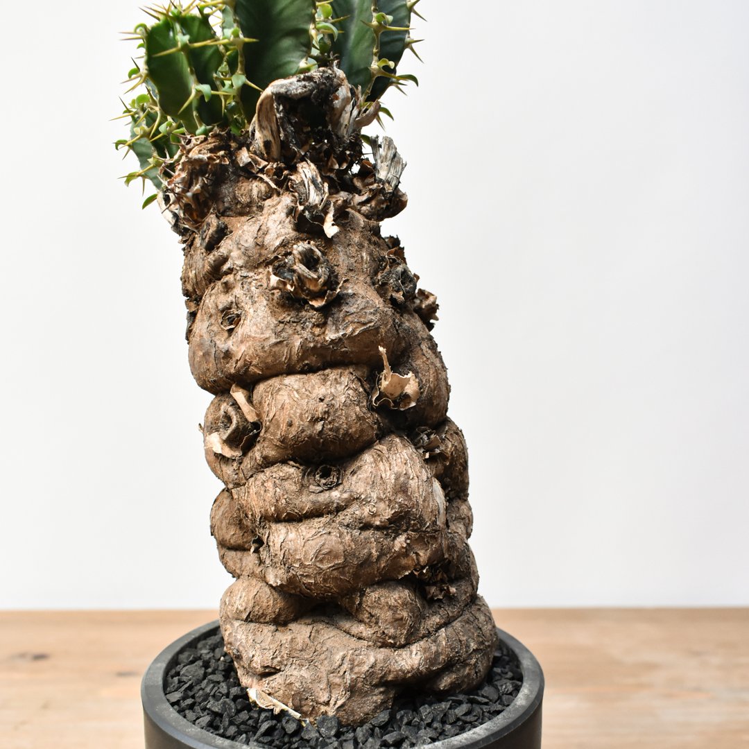 ユーフォルビア ムランジーナ RFHK25011500 | RAFLUM / ラフラム｜東京