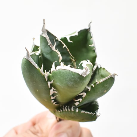 アガベチタノタSAD YATA産プレステラ105発根済み