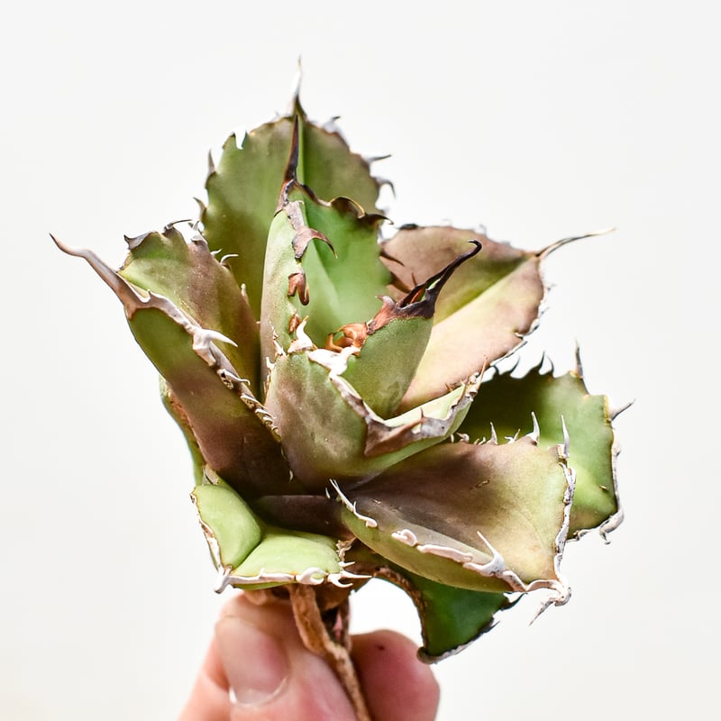 アガべ チタノタ 