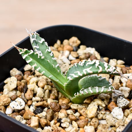 アガベ 白幽霊 子株 (台湾ゴジラ) Yahoo!オークション - 【激レア】Agave titanota “白幽霊