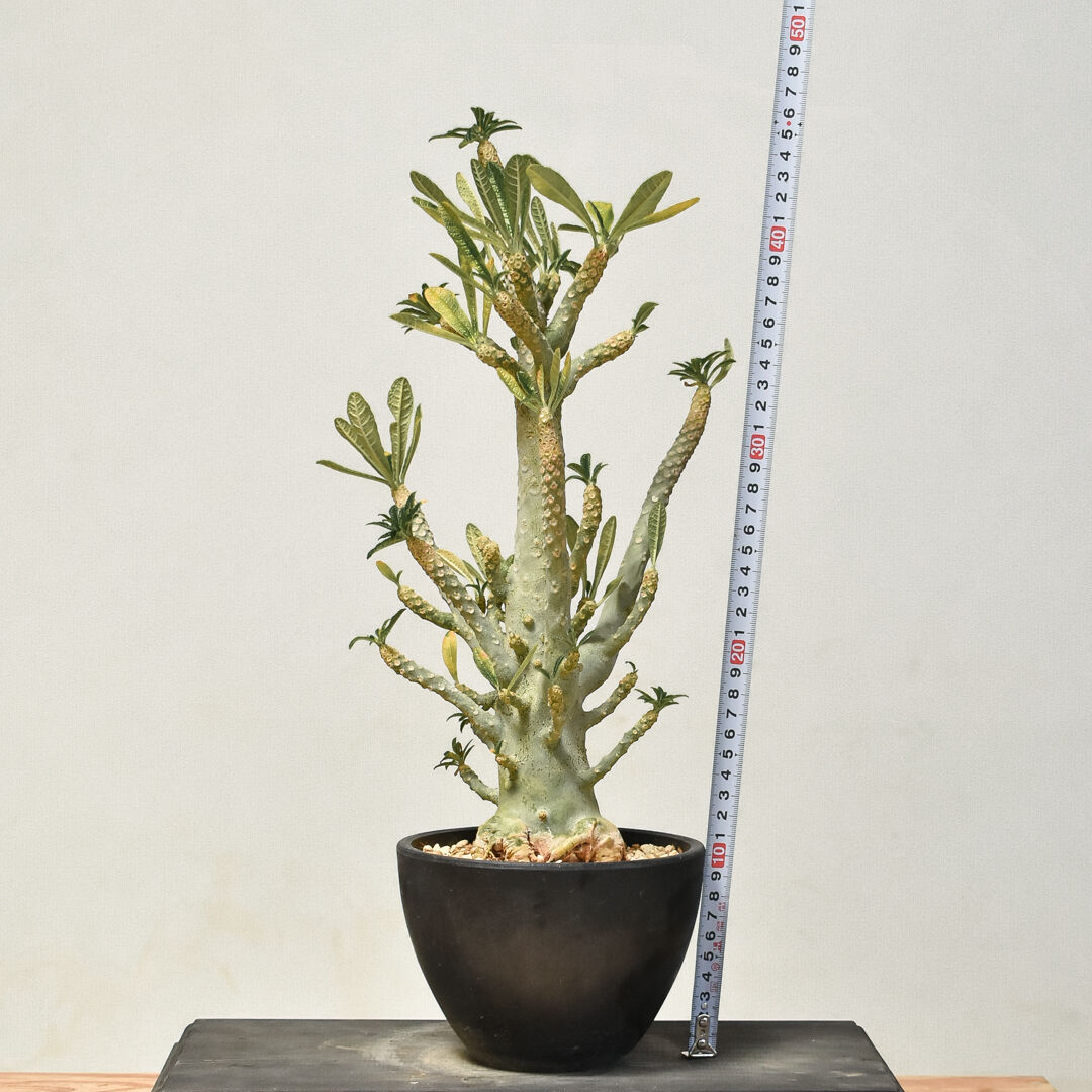 発根済み Dorstenia gigas ドルステニア・ギガス 挿し木　５株 Amazon｜【現品限り】ドルステニア・ギガス ブラータ 挿し木 発