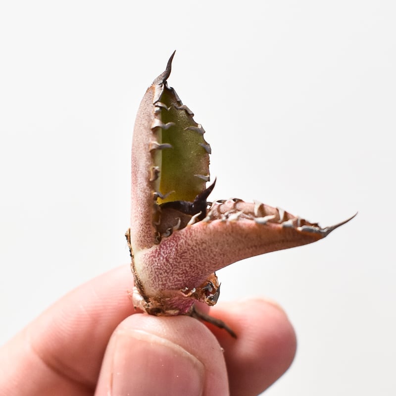 台湾　Dennis040 中株 台湾 Dennis040 中株