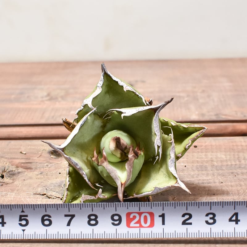 台湾産 中株 蠻牛 バンギュウ アガベ チタノタ OC 発根済み 台湾産 中株 蠻牛 バンギュウ アガベ チタノタ OC 発根済み