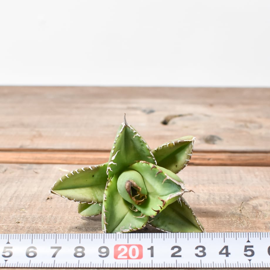 67af6bc1ebcaaf0ee0c4a1e2
