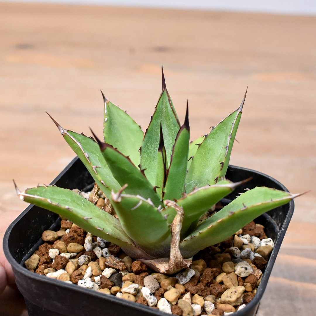 アガベ Dennis hybrid 甲蟹X笹之雪 【台湾DENNIS産/実生】DN25010