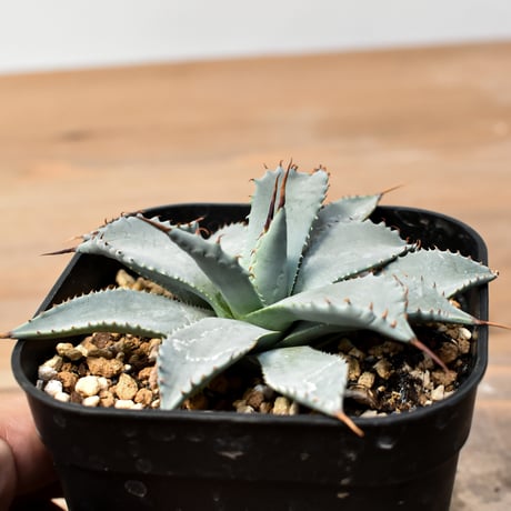 アガベ ハイブリット 日系イシスメンシス×象牙妖炎（陽炎エボリ）【台湾botanical_seeker産】RF25011368