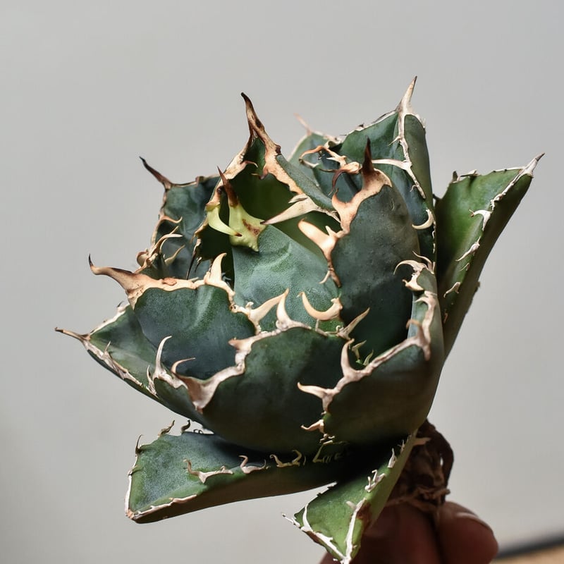 アガベ チタノタ 