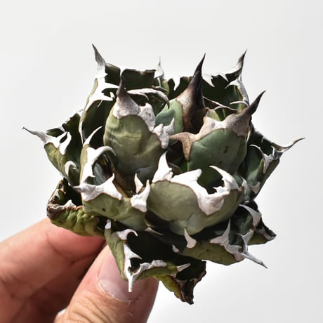 アガベ 精品 姫嚴龍 ボール 扁平 ドワーフ アガベ 精品 姫嚴龍 ボール