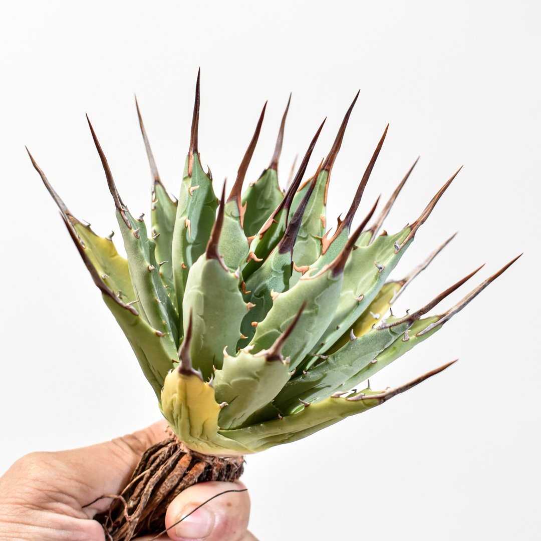 アガベ Dennis hybrid 妖炎X甲妖 /エボリスピナ