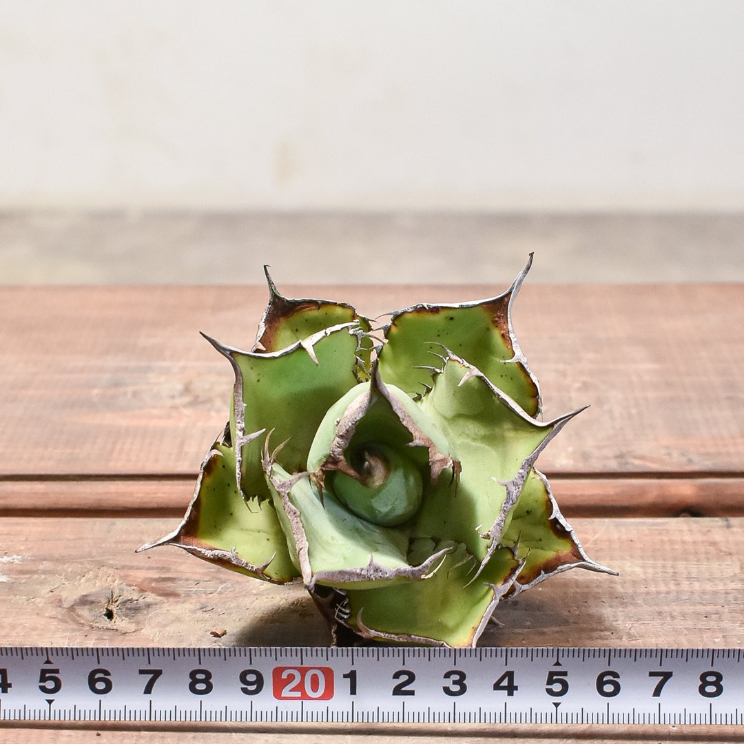 アガベ チタノタ パンダ 