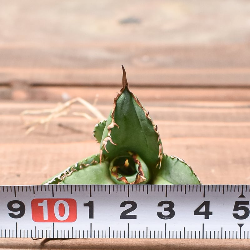 ギフト】 アガベ チタノタ 虚空藏稿斑 実生特選 極上株 アガベ ...