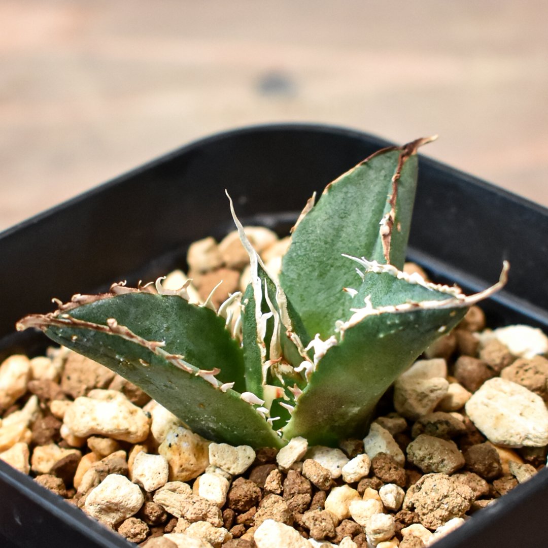 発根済み】アガベ 台湾 チタノタ 白鯨① 【公式通販】