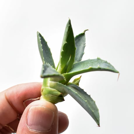 アガベハイブリット吉巴羅特白肌怒雷神×血 | STORES