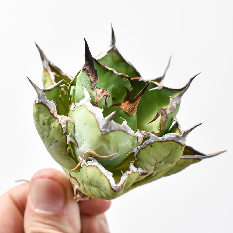 アガベ チタノタ 