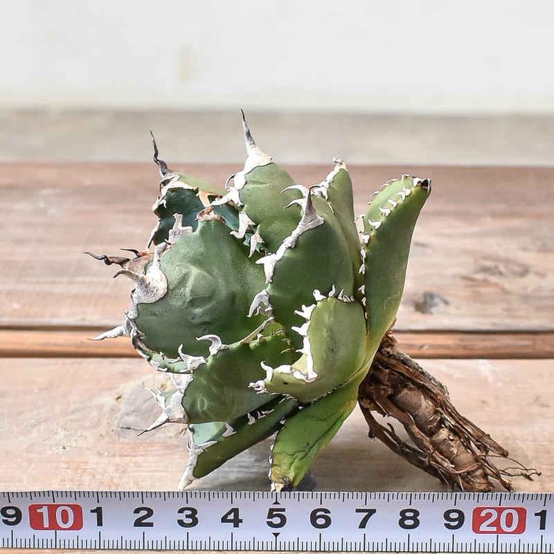 アガベ　チタノタ　夕映　多肉植物　鉢ごと発送　抜き苗発送対応可　発根済 楽天市場】agave titanota アガベ チタノタ 【子株5つ付き】【観葉植物