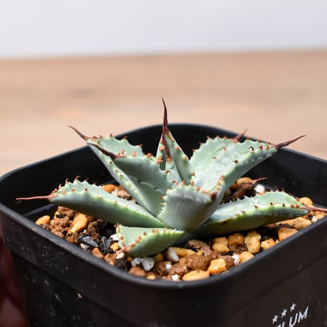 アガベ ハイブリット 日系イシスメンシス×象牙妖炎（陽炎エボリ）【台湾botanical_seeker産】RF25011406