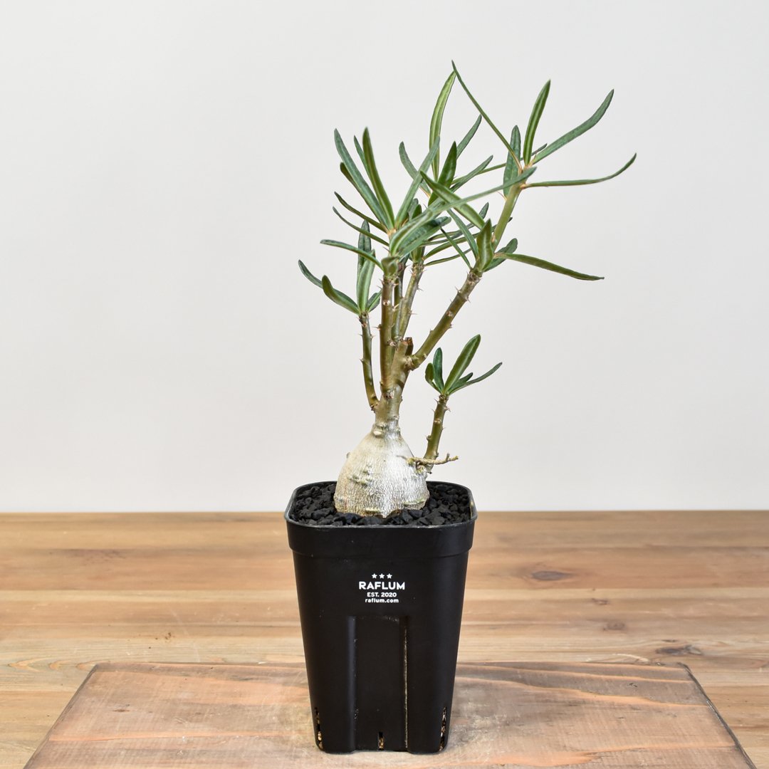 パキポディウム　ビスピノーサム　実生6年目 fit=scale-down,w=1200