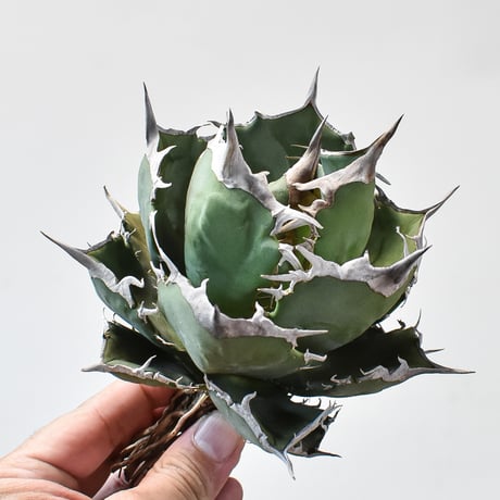 CATEGORY アガベ チタノタ 黒犀牛 | RAFLUM / ラフラム｜東京、大阪の