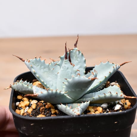 アガベ ハイブリット 日系イシスメンシス×象牙妖炎（陽炎エボリ）【台湾botanical_seeker産】RF25011394