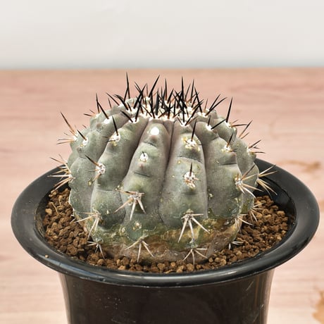 コピアポア シネレア "黒王丸"【台付】RFHK-125