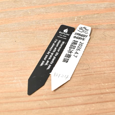 アガベ チタノタ "冰雪猿"  【台湾 dragon agave産/抜き苗/中株】B124