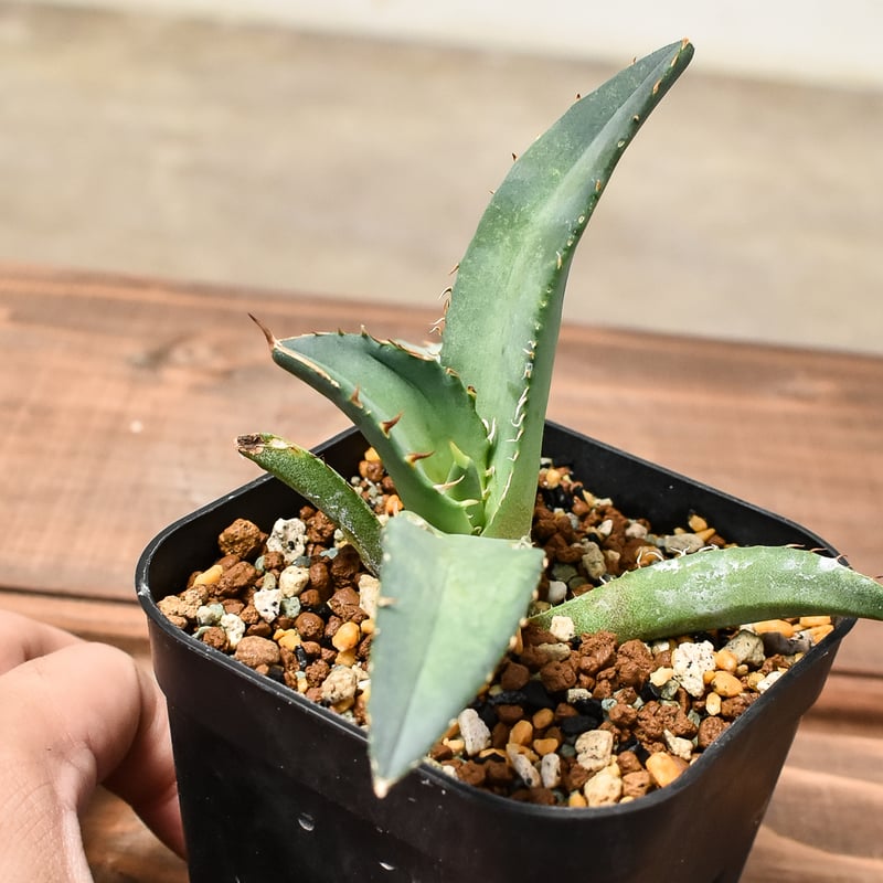 style_of_chika agave フィリグリー style_of_chika agave フィリグリー 【公式通販】