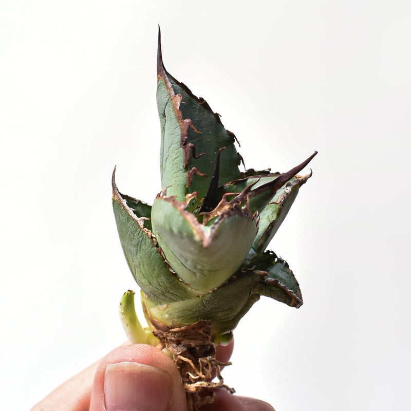 アガベ オテロイ 