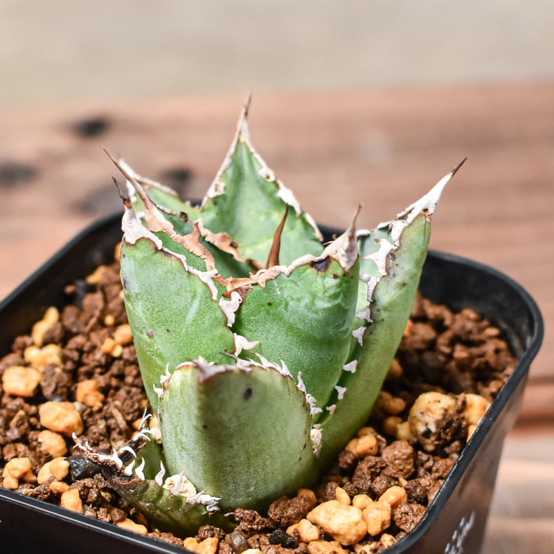 アガベ・チタノタ 狂刺夕映 アガベ チタノタ ソーラーエクリプス 