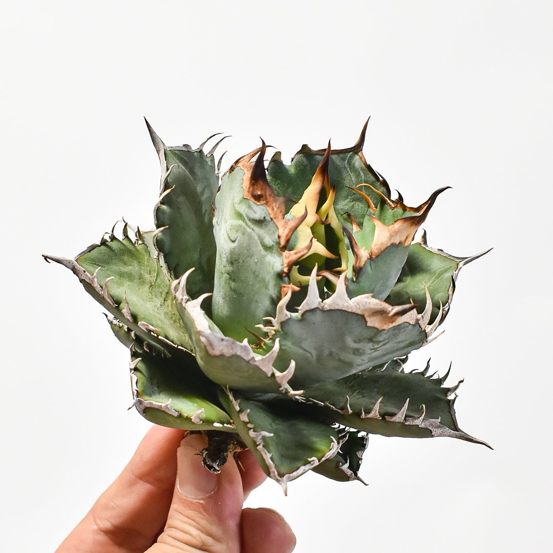 国内実生最高峰】アガベ オテロイ 