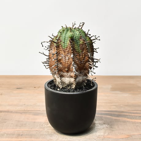 ove　ブラックバリダ×スーパーバリダ　子株付　⑤ ユーフォルビア バリダ スーパーバリダ×子吹きバリダ 種子5粒