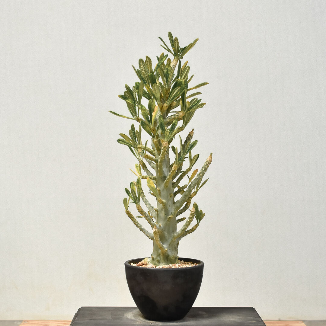 ドルステニア　ギガス ドルステニア ギガス（発根済み）RF231443(T) | RAFLUM / ラフラム