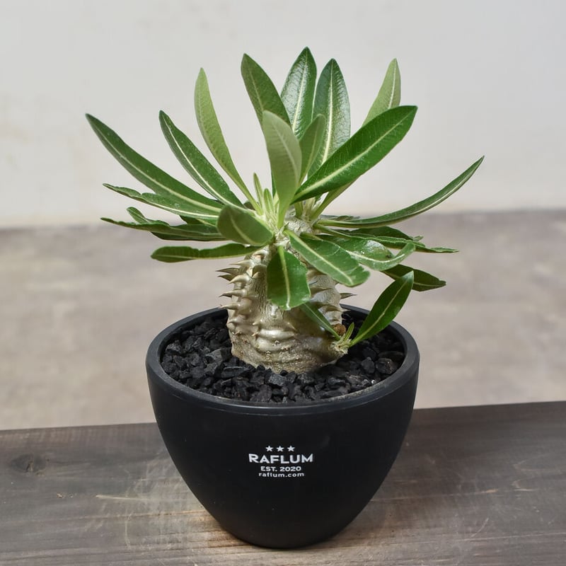 恵比寿大黒 扁平型 デンシカウレ 輸入株 パキポディウム・デンシカウレ 