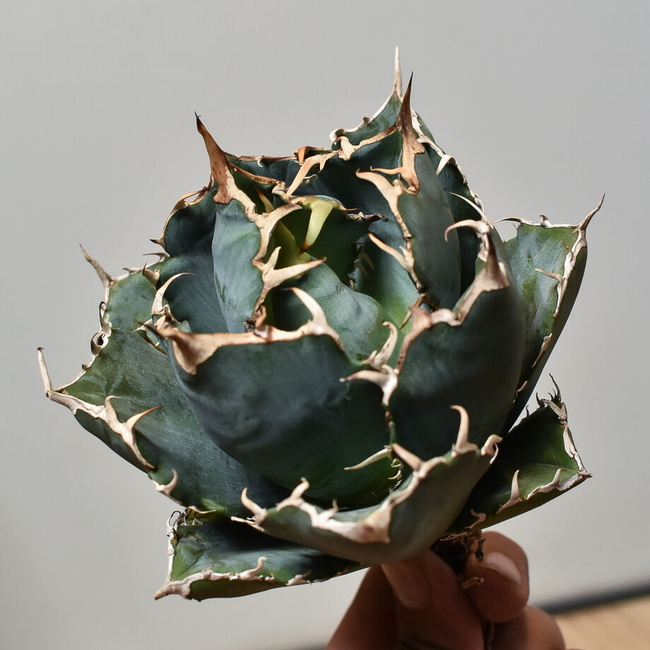 アガベ　チタノタ　白鯨　ボールタイプ　子株付き　コレクション株　抜き苗 アガベ チタノタ 白鯨 ボールタイプ 子株付き コレクション株