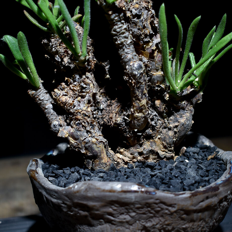 チレコドン ペアルソニー 