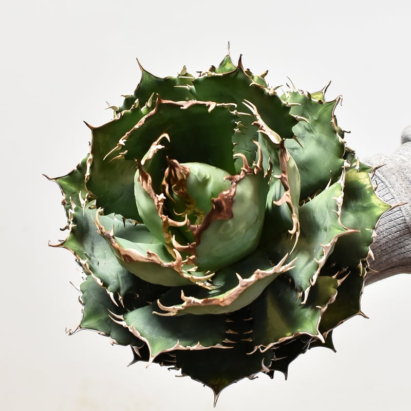 アガベ チタノタ オテロイ 