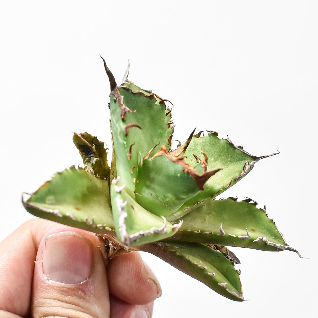 アガベ チタノタ ゼウス 