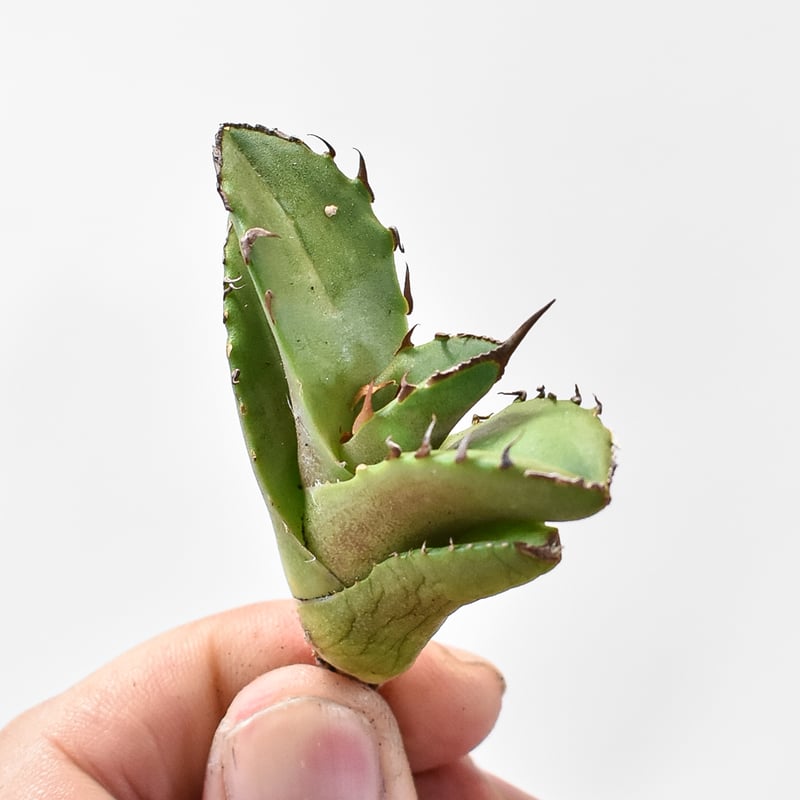 アガベ チタノタ 