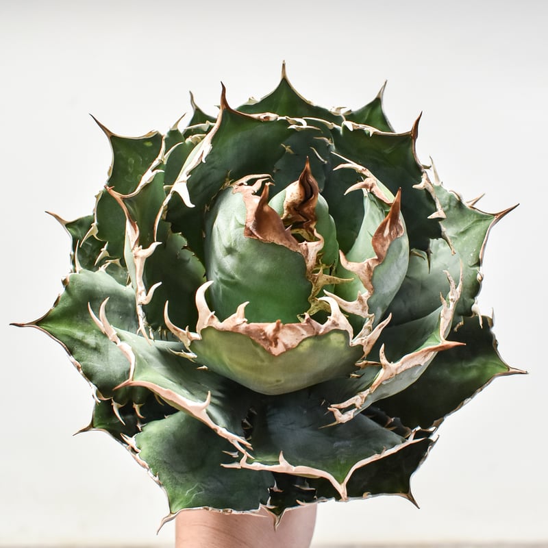 スーパーチタノタ 子株販売 （アガベ チタノタ オテロイ） 【公式通販】